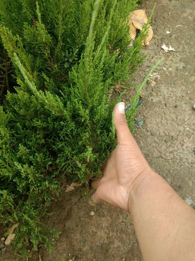 小龙柏各种规格都有，欢迎来电详谈