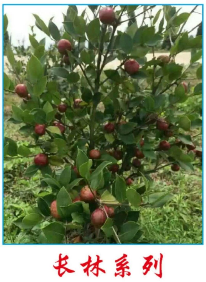 长林系列，湘林系列嫁接油茶苗30公分到八十公分