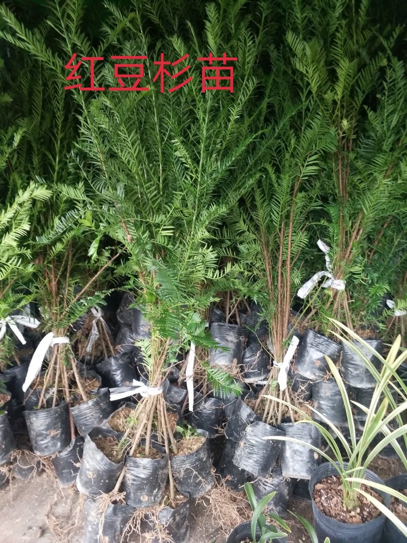 长期供应。红豆杉苗。茶花