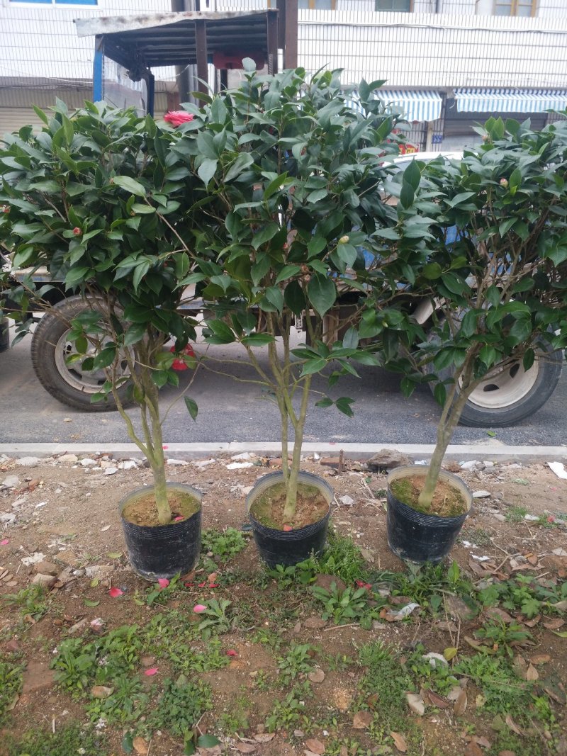 长期供应。红豆杉苗。茶花