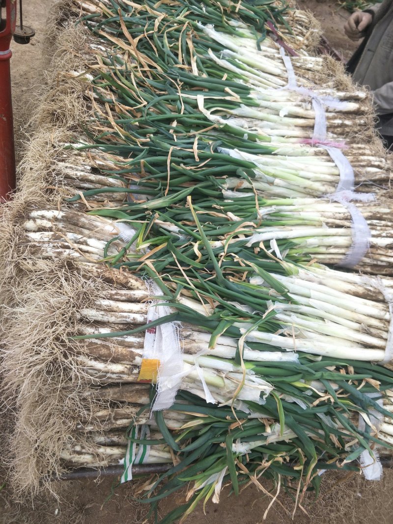 甘谷大葱每天大量供应