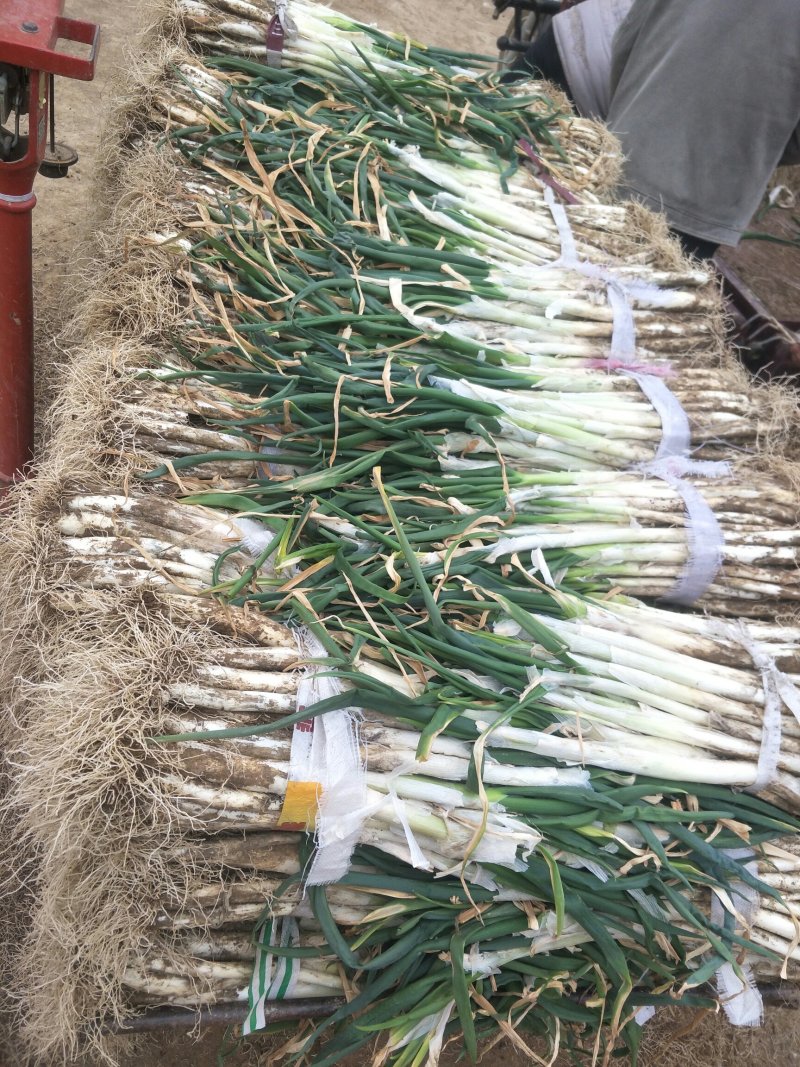 甘谷大葱每天大量供应