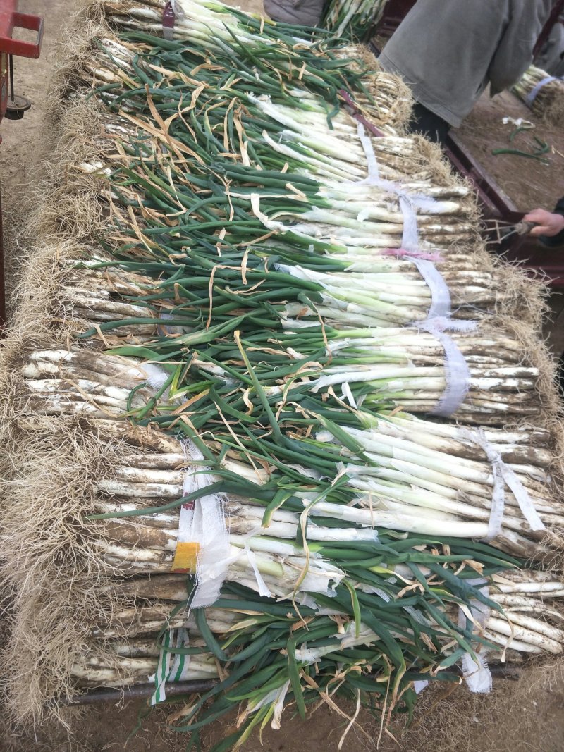 甘谷大葱每天大量供应