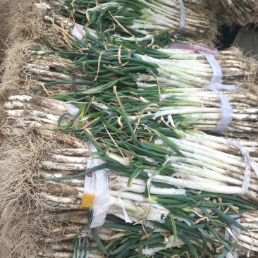 甘谷大葱每天大量供应