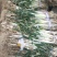 甘谷大葱每天大量供应