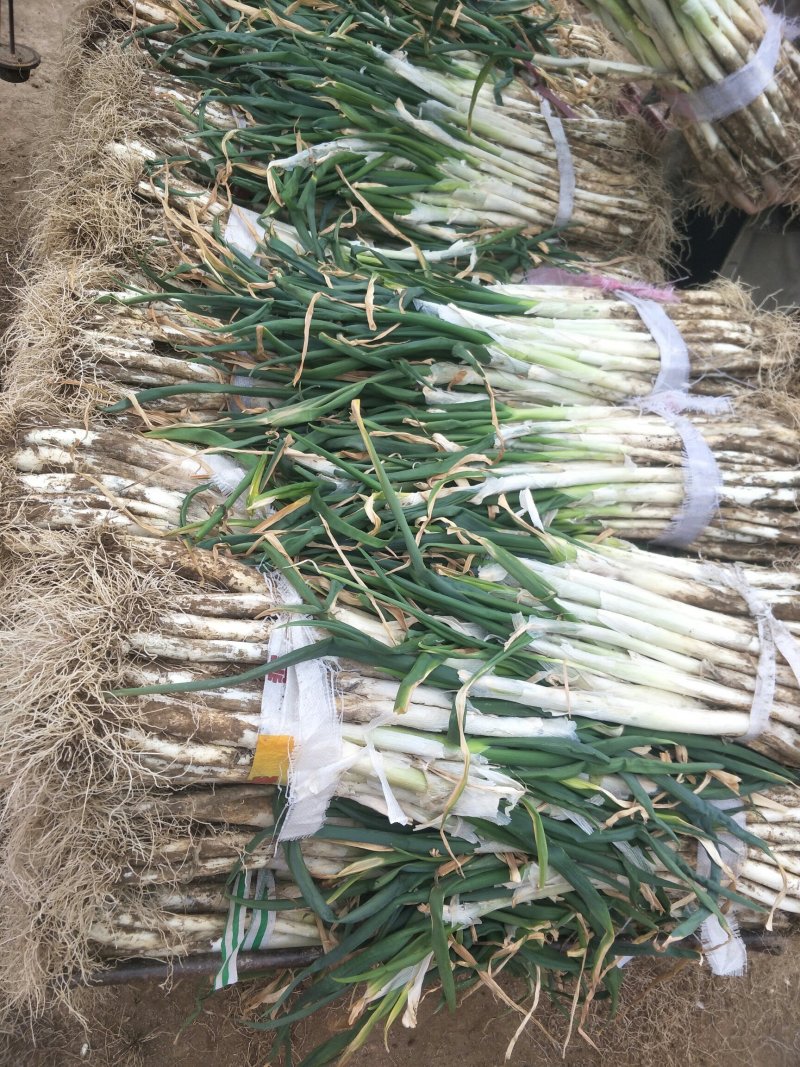 甘谷大葱每天大量供应