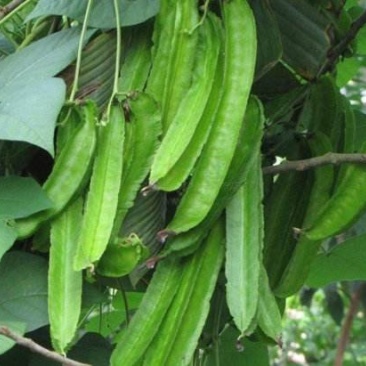 四棱豆种子蔬菜种子