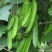 四棱豆种子蔬菜种子