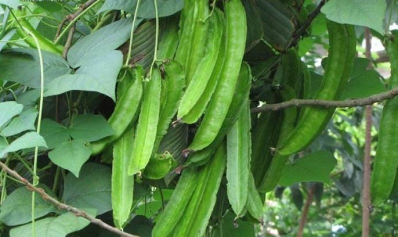 四棱豆种子蔬菜种子