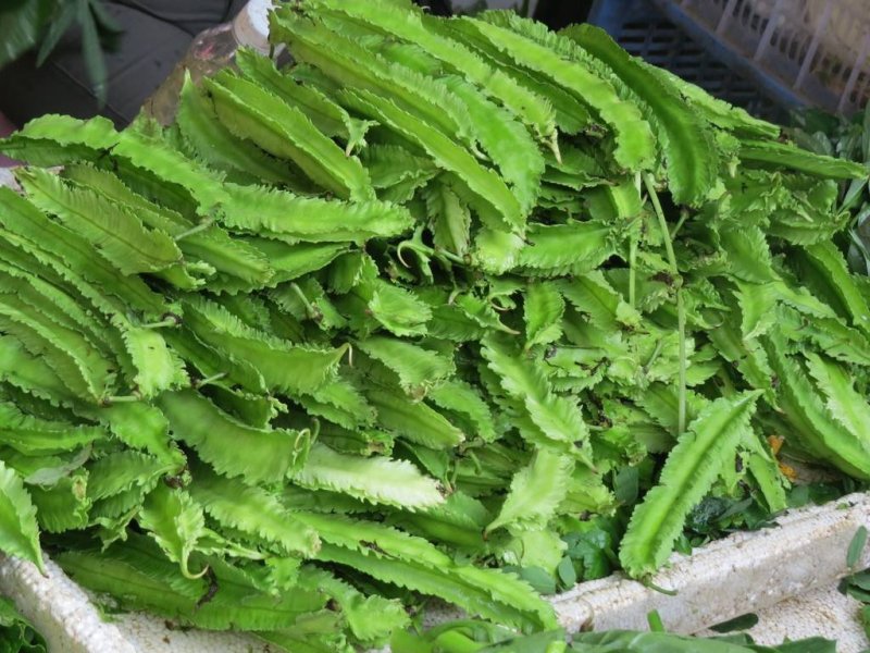四棱豆种子蔬菜种子