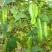 四棱豆种子蔬菜种子