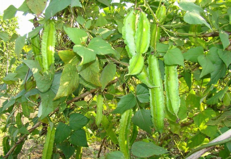 四棱豆种子蔬菜种子