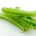 四棱豆种子蔬菜种子