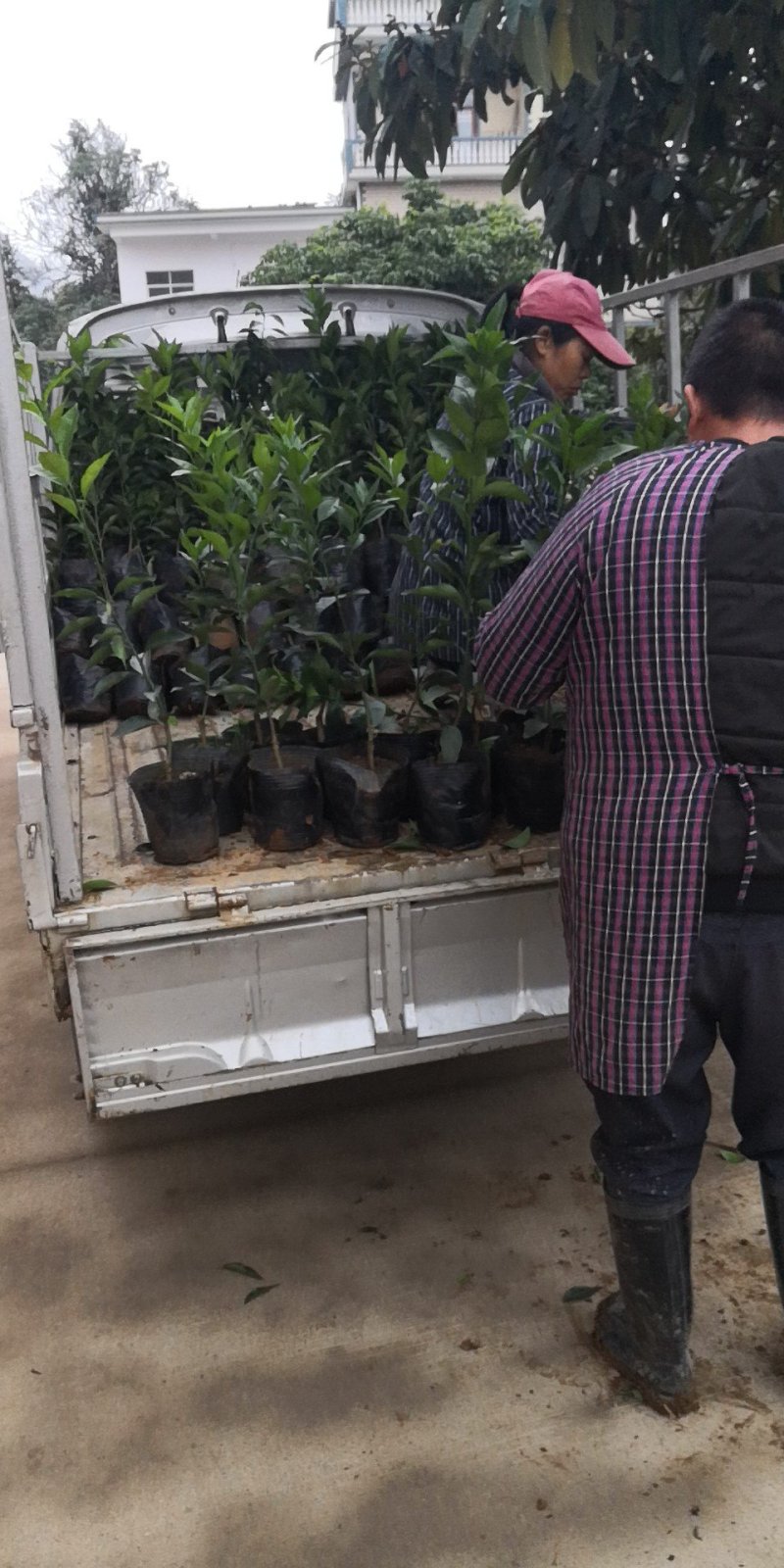 长期大量供应优质自育沃柑杯苗，地苗，欢迎实地考察