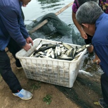 草鱼苗，花鲢鱼苗，白鲢鱼苗，