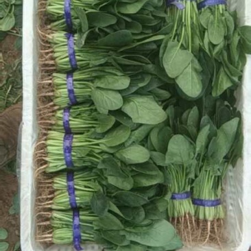 大量供应各种精品叶菜，保质保量