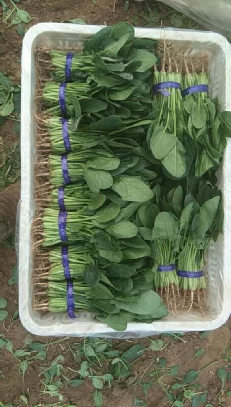大量供应各种精品叶菜，保质保量