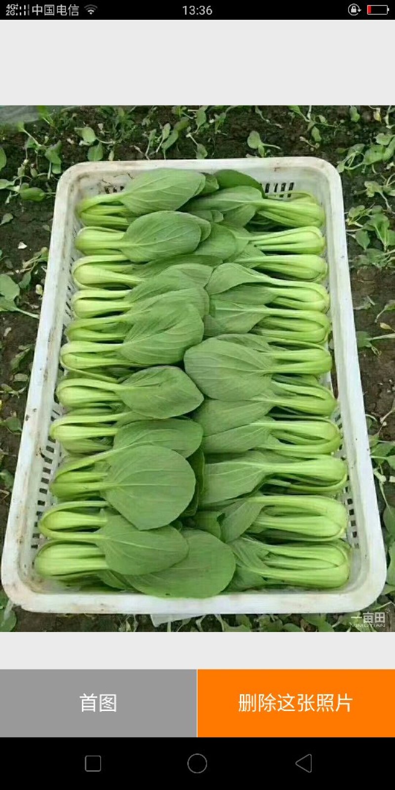 大量供应各种精品叶菜，保质保量