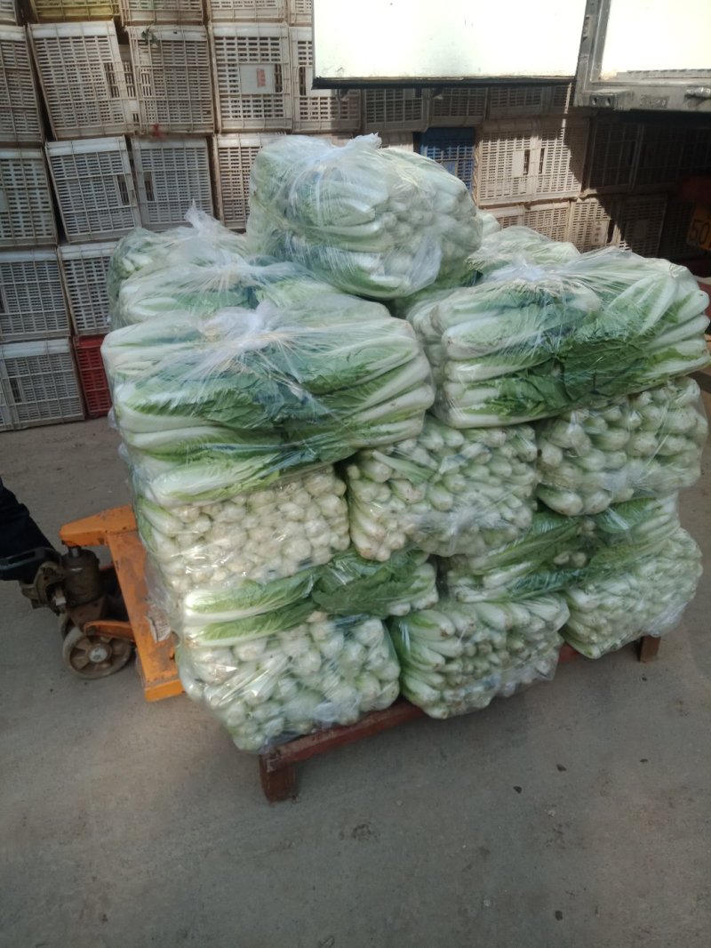 大量供应各种精品叶菜，保质保量