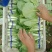 大量供应各种精品叶菜，保质保量