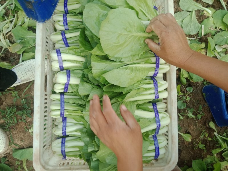 大量供应各种精品叶菜，保质保量