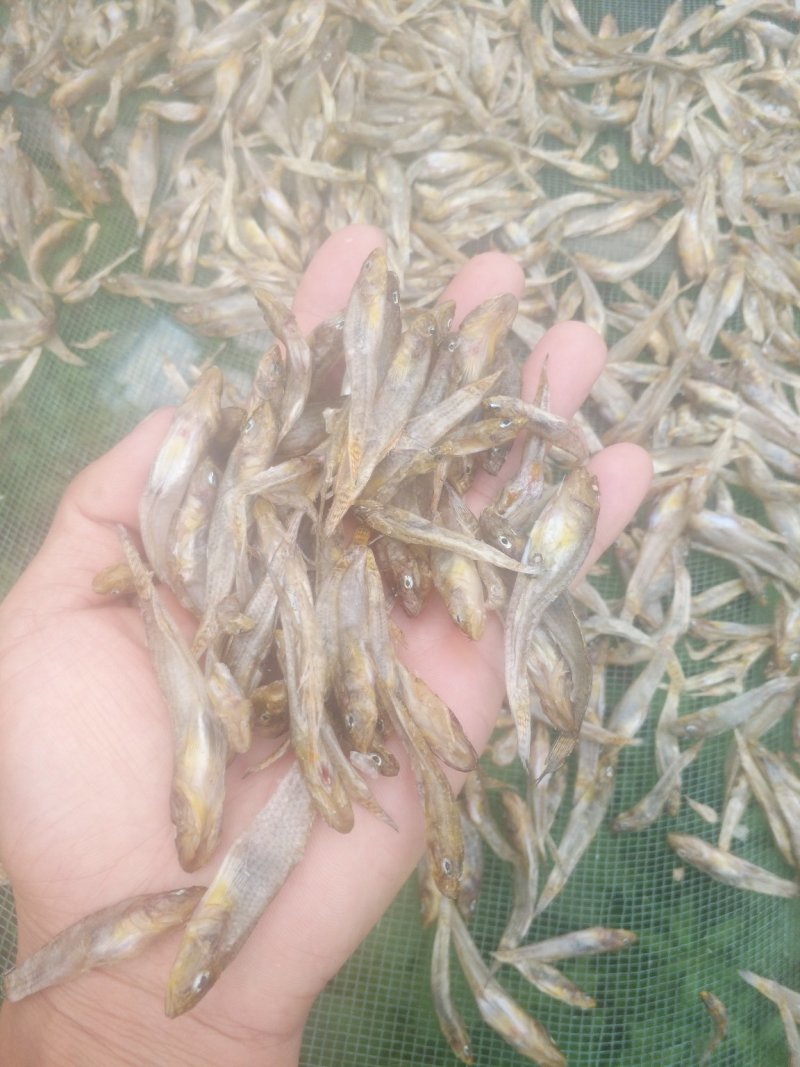小黄鱼