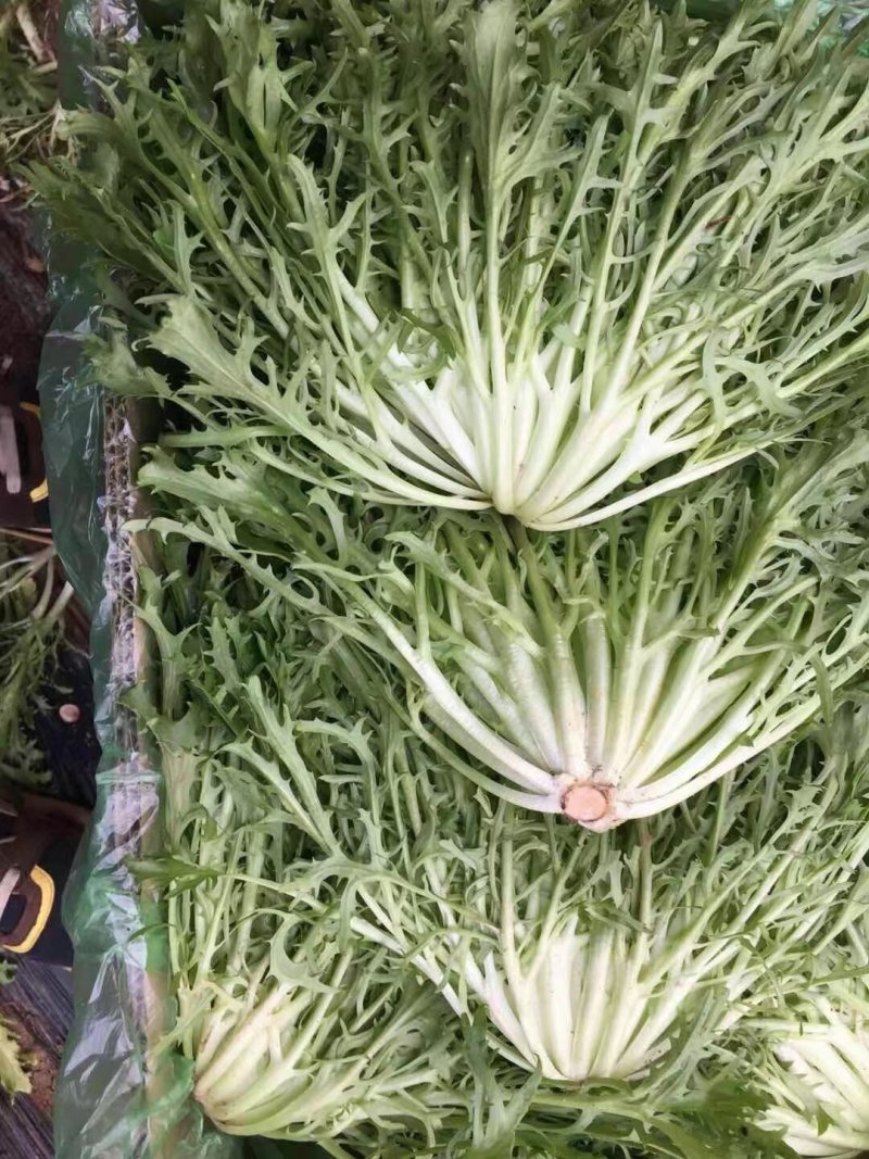 蔬菜