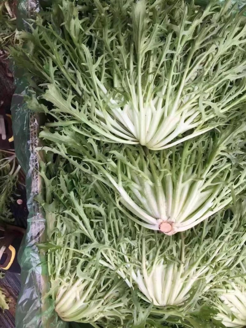 蔬菜