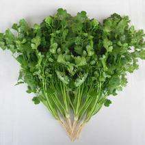 赛西施香菜蔬菜菜种四季泰国进口非转基因耐热大