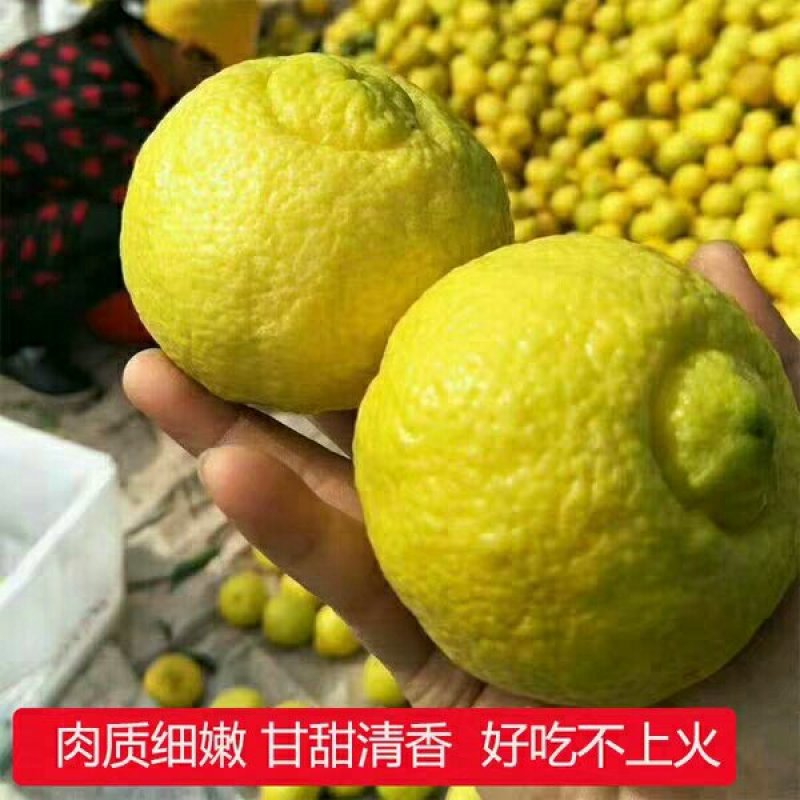 黄金贡柚现货秒发
