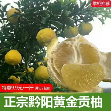 黄金贡柚现货秒发
