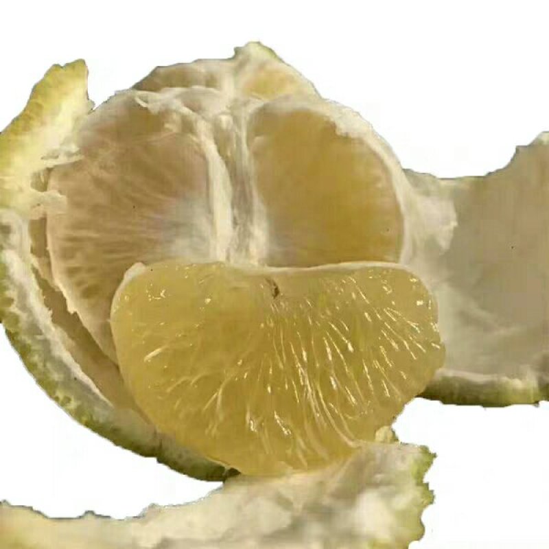 黄金贡柚现货秒发