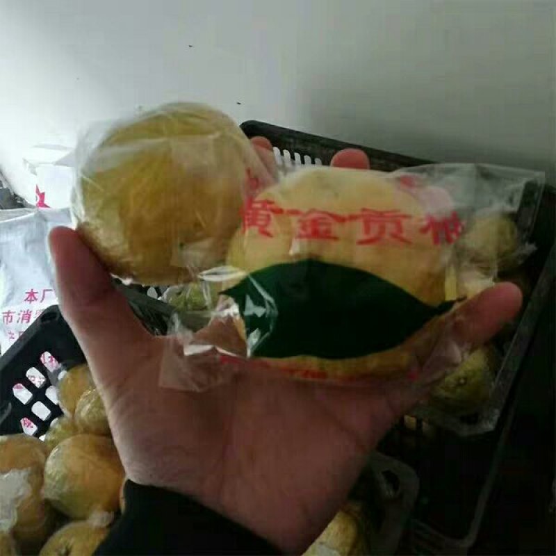 黄金贡柚现货秒发