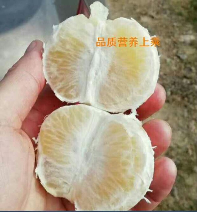黄金贡柚现货秒发