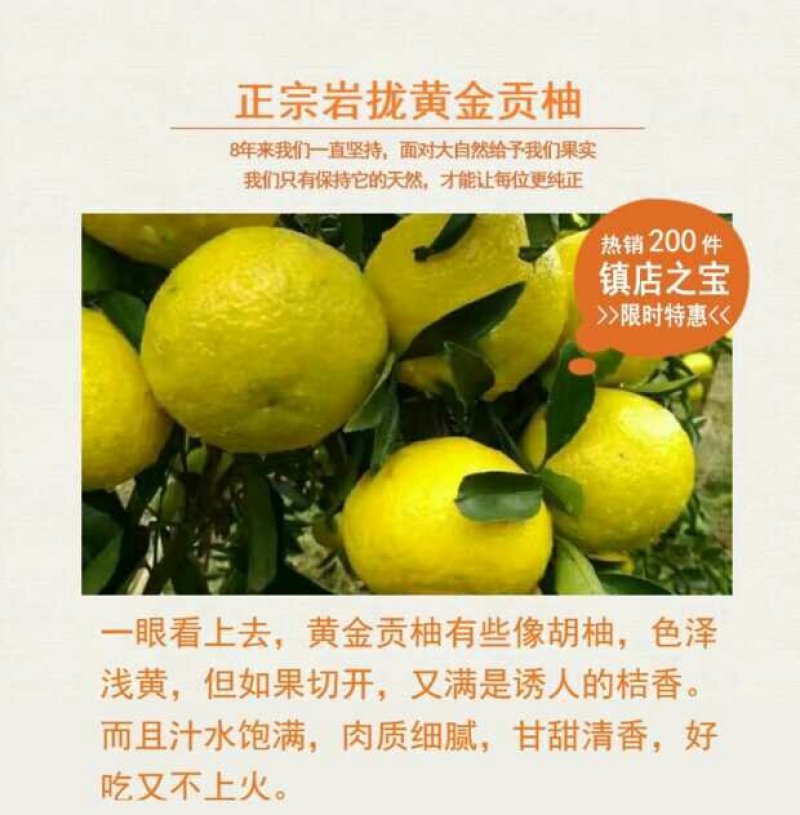 黄金贡柚现货秒发