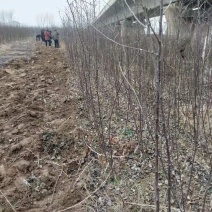 苹果苗，1.5公分以上，成品苗，保成活率，品种齐全，代发