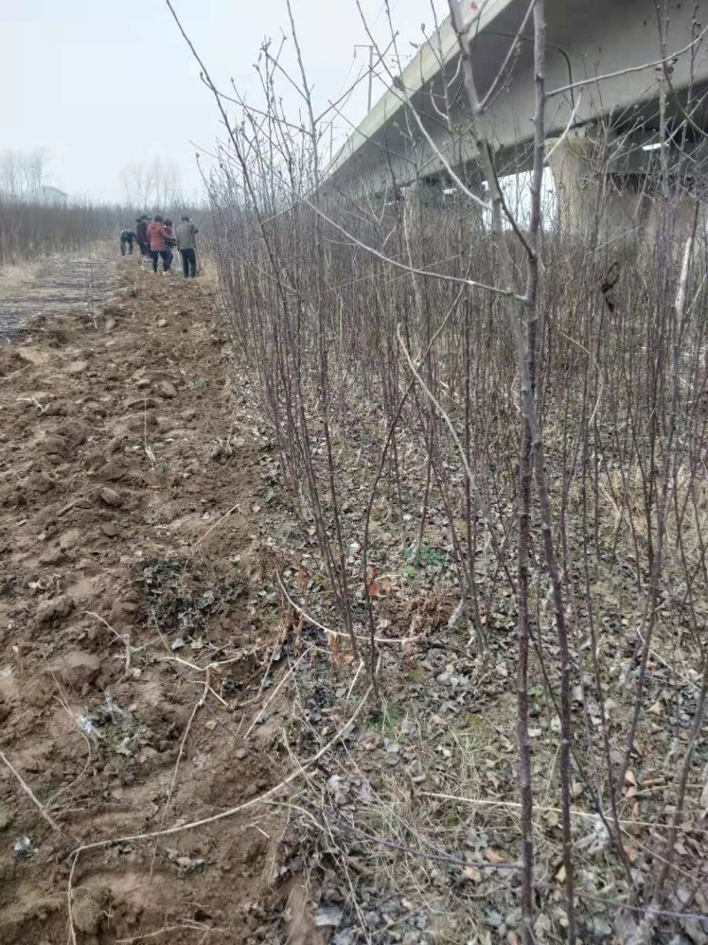苹果苗，1.5公分以上，成品苗，保成活率，品种齐全，代发