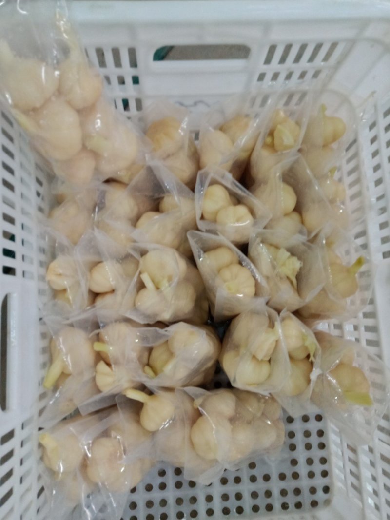2019年老糖醋蒜批发