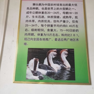 优质鹅苗,狮头鹅!批发鹅苗、包技术、包回收、包建棚!