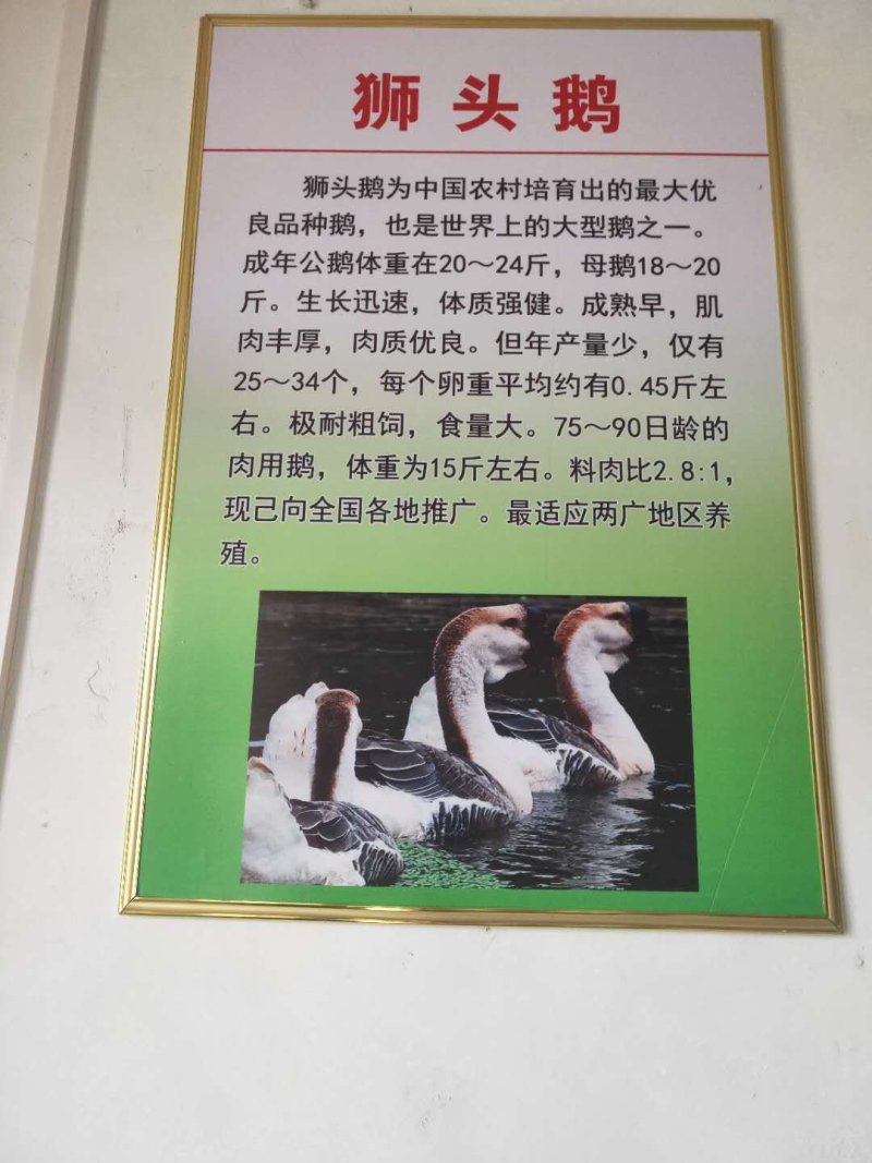 优质鹅苗，狮头鹅！批发鹅苗、包技术、包回收、包建棚！