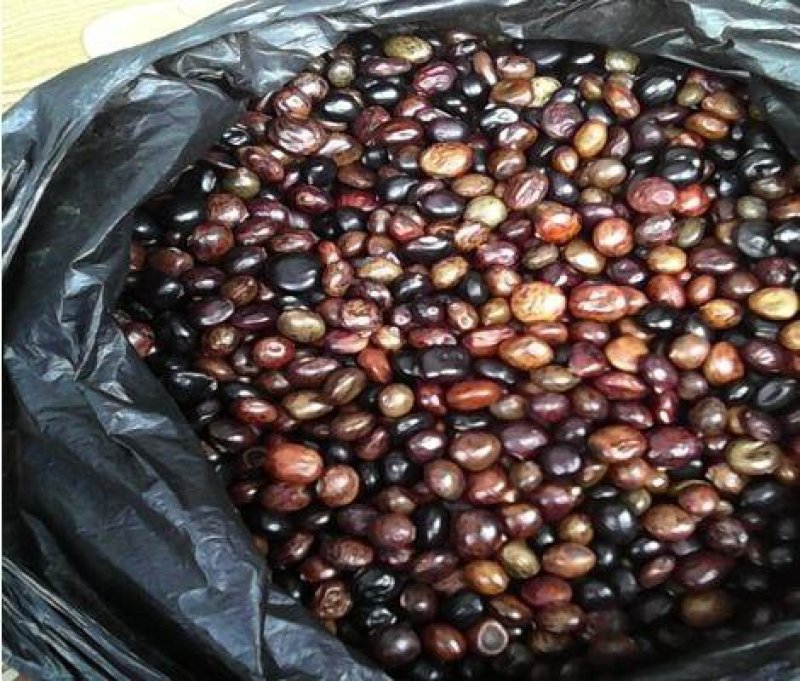 小叶牛大力种子发芽率高