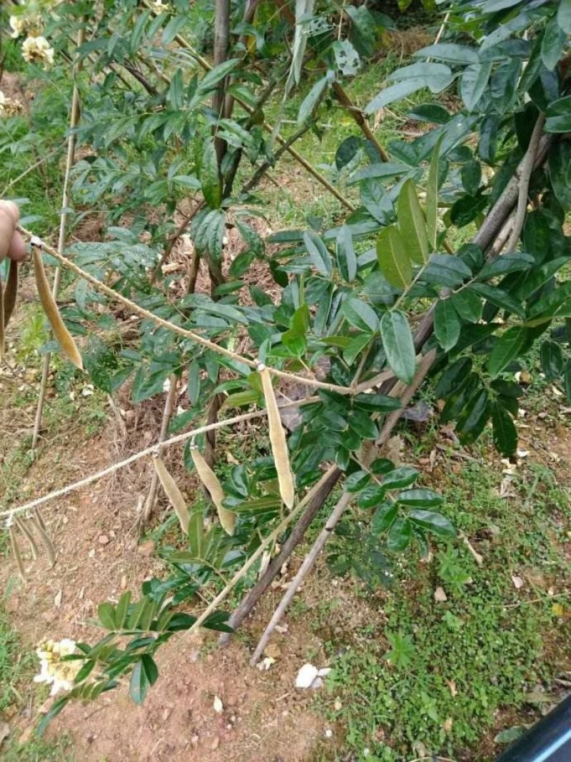 小叶牛大力种子发芽率高