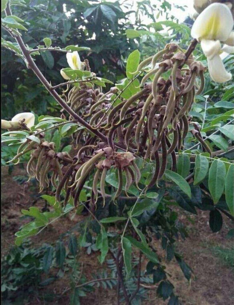 小叶牛大力种子发芽率高