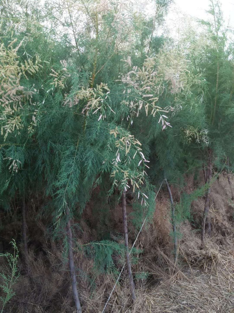 怪柳