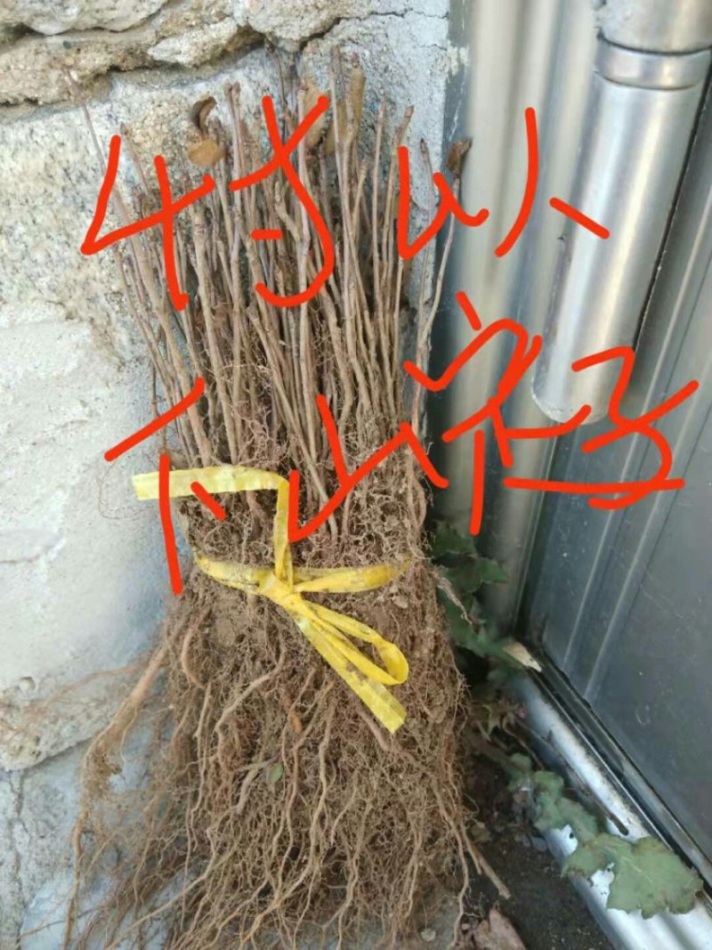 山丁子，石枣子，水秋子辽宁山丁子基地各种规格