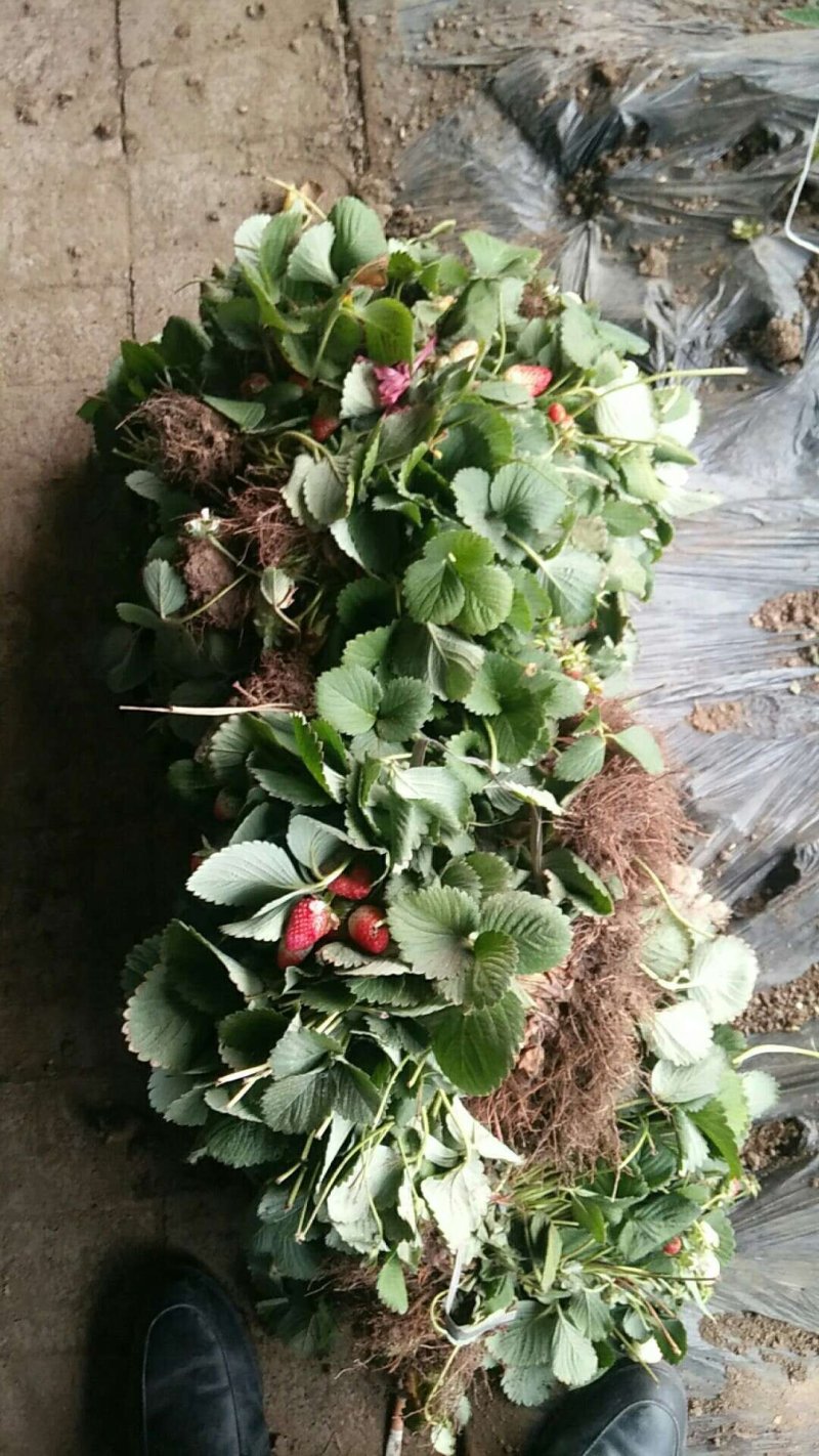 草莓苗老秧子基地直销加冰发货欢迎大家来收苗