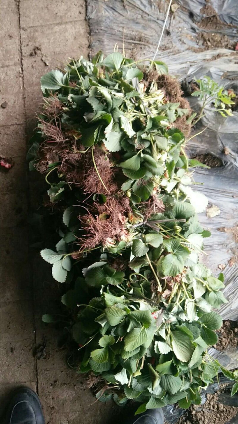 草莓苗老秧子基地直销加冰发货欢迎大家来收苗