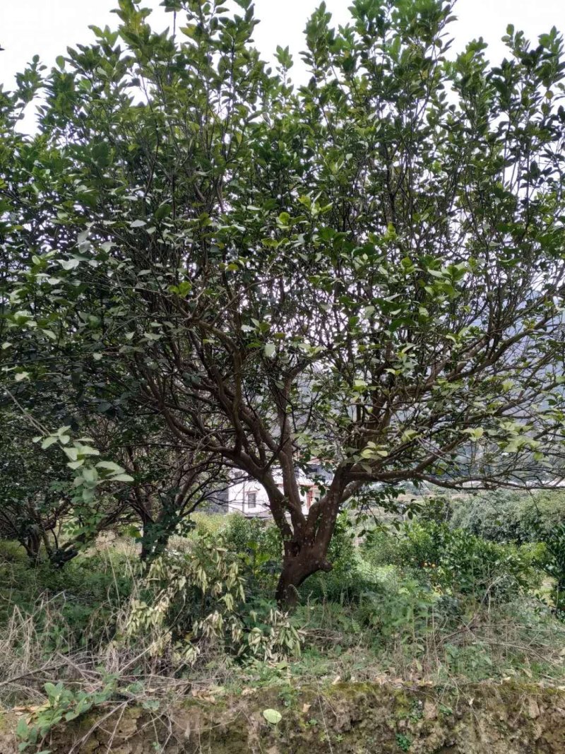 广西桂林阳朔丛生柚子树3.5-4米断根苗