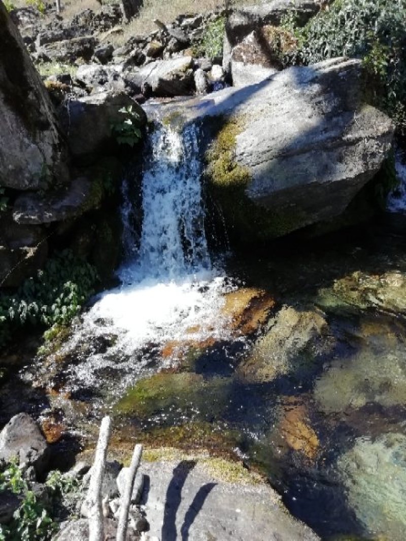 邦崴秘境古树茶