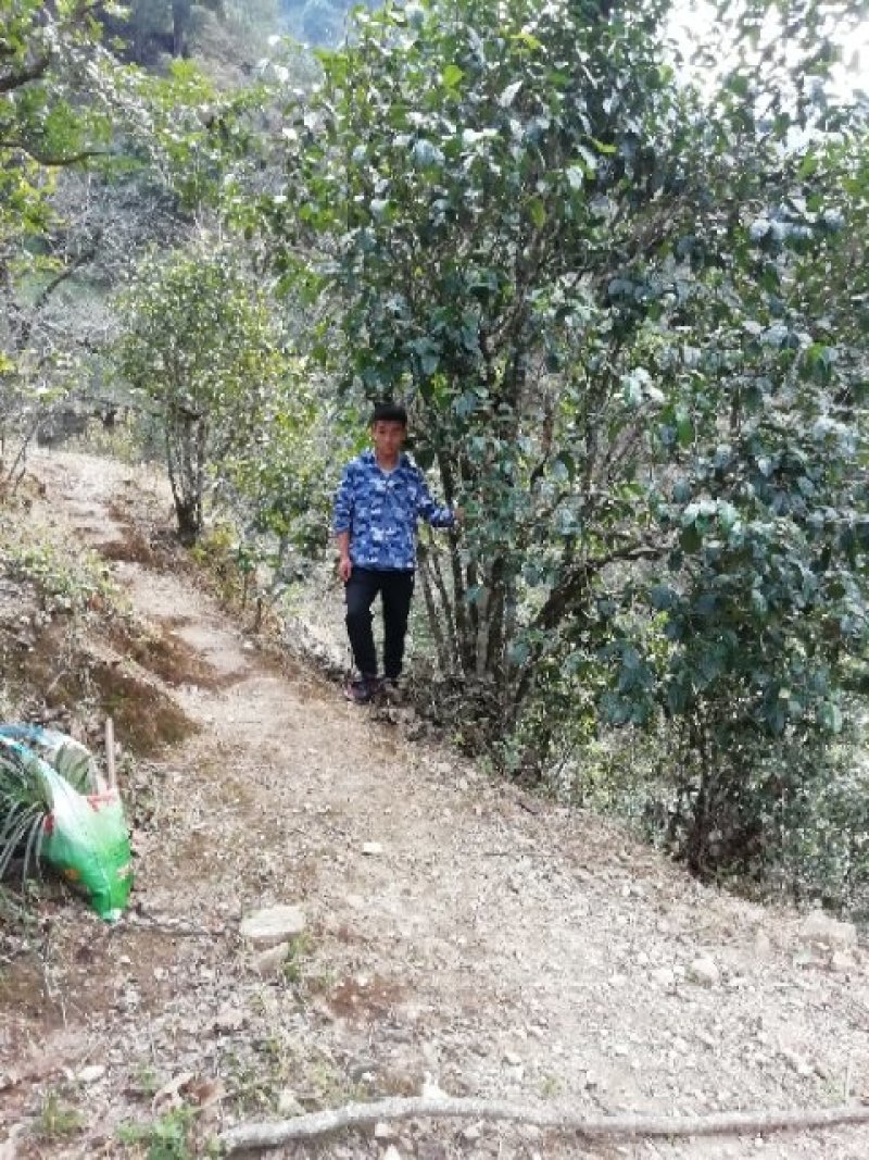 邦崴秘境古树茶